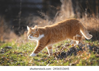 red ginger cat walk outdoor - Powered by Shutterstock