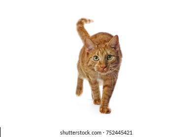 Red Ginger Cat Walking Towards The Camera Isolated On A White Background