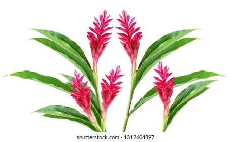 Red Ginger Flower