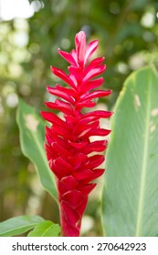 Red Ginger Flower