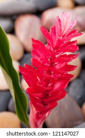Red Gingerlily Images Stock Photos Vectors Shutterstock