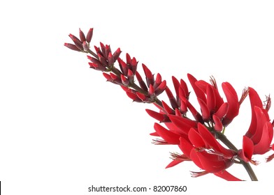 Red Ginger Flower Isolated