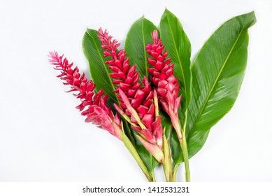 Red Ginger Images Stock Photos Vectors Shutterstock