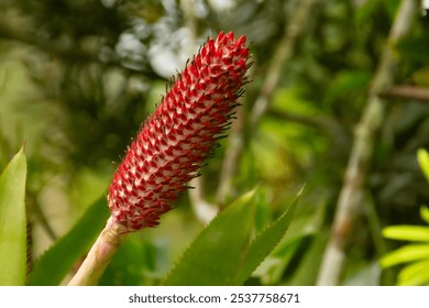 Red ginger flower spike (Alpinia purpurata) in lush greenery - Powered by Shutterstock