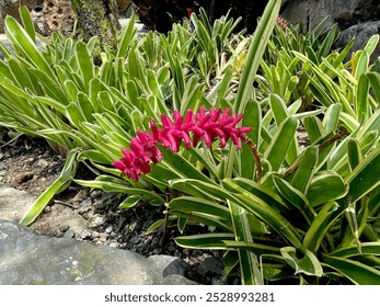 Red ginger flowers bloom during summer - Powered by Shutterstock