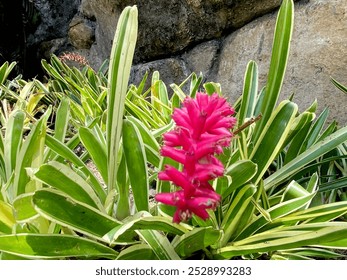 Red ginger flowers bloom during summer - Powered by Shutterstock