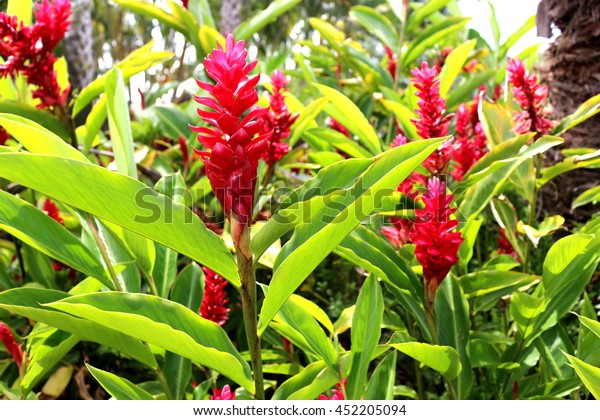Red ginger in Hawaii