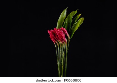 ボタニカルアート 生姜 Stock Photos Images Photography Shutterstock