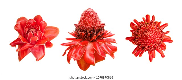 Red ginger lily flower (Etlingera elatior) tropical plant set isolated on white background, clipping path included - Powered by Shutterstock