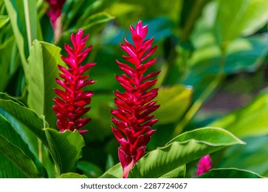 Red Ginger plants beside the Tortuguero River close to the sea in Costa Rica during the dry season - Powered by Shutterstock