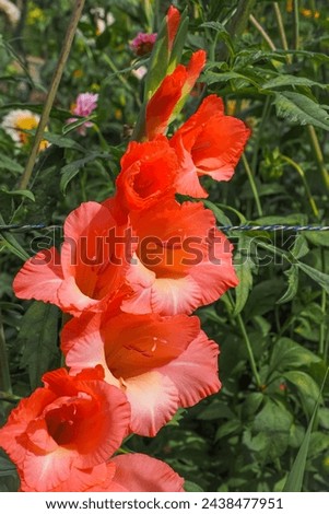 Red Gladiolus communis cultivar, close up. Gladiolus commonly called Glads or sword lily is a genus of perennial cormous flowering plants