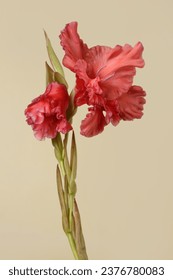 Flor gladiolo rojo aislada