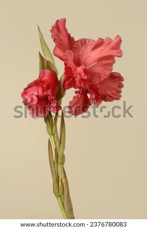 Red gladiolus flower isolated on beige background.