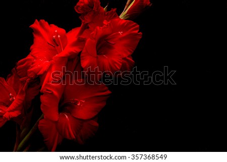 Red gladiolus on a black background. Gladiolus close up.