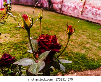 Red Gloomy Rose In Garden By Mansoor 