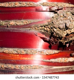 Red Glossy Cherry Bark As Background