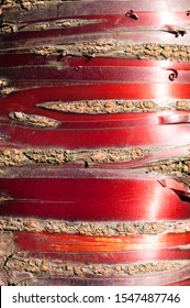 Red Glossy Cherry Bark As Background