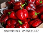 Red glossy paprika, close up. Giant bell pepper fruits. Harvesting season. Vegetable market. Planting fresh organic food at courtyard garden.