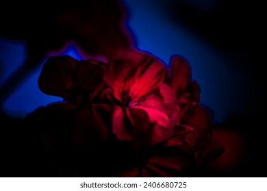 red glow of a blooming flower on dark background