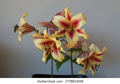Red and Gold Casablanca Lilies Bunch