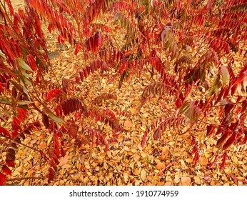 Red And Gold - A Patch Of Sumac In The Fall At Sam Johnson Park - Redmond, OR