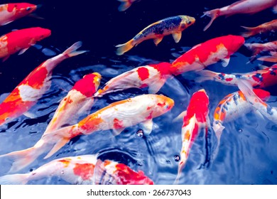 Red Gold And White Koi Fish In A Pond