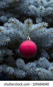 red and golden Christmas ball in real blue spruce tree