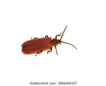 The red golden netwing beetle Dictyoptera aurora on white background