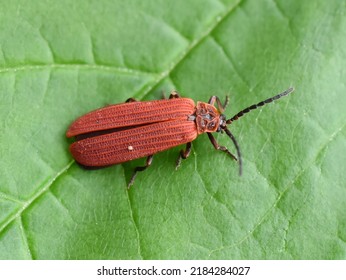 The red golden netwing beetle Dictyoptera aurora on a green leaf