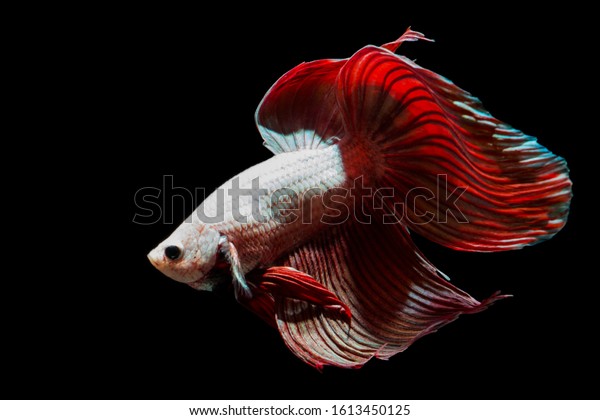 Red Golden Veiltail Betta Fish Background Stock Photo Edit Now 1613450125