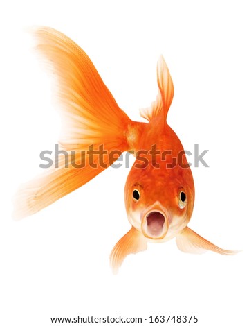 Red Goldfish Isolated on White Background 