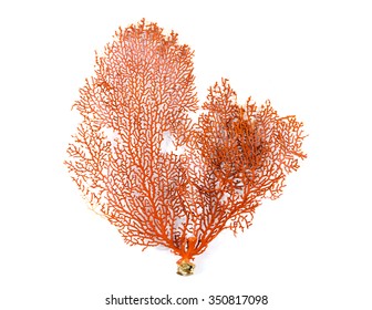 Red Gorgonian or red sea fan coral isolated on white background - Shutterstock ID 350817098