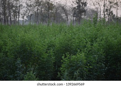 Red Gram Cultivation Or Pigeonpea Or Arhar Dal 