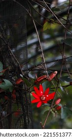 Red Granadila Is A Woody Plant And Belongs To The Family Passifloraceae