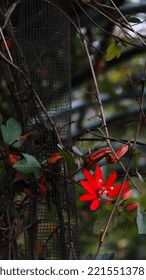 Red Granadila Is A Woody Plant And Belongs To The Family Passifloraceae