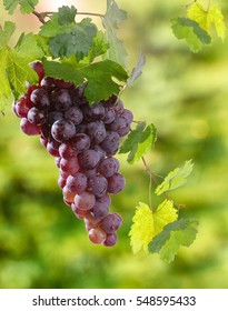 Red grape bunch with blurry background