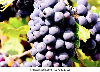 Red grape bunches. - Shutterstock ID 1179311722