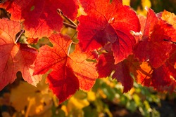Red Grape Leaves Close-up. Bright Sunlight. Autumn Natural Background. Beautiful Autumn Leaves On A Vine.
