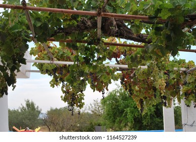 Red Grape Vine