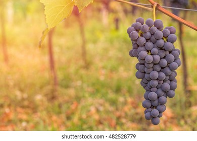 Red grape in a vineyard during autumn - sunset