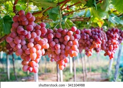 Red Grapes