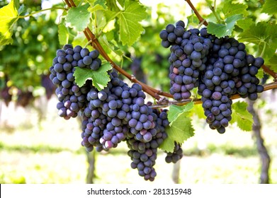 Fruit Plant Images Stock Photos Vectors Shutterstock