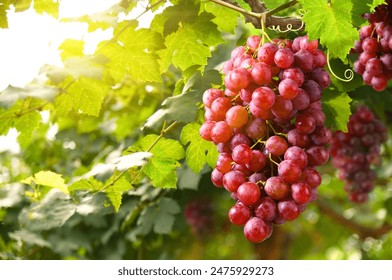 Red grapes hanging on vine in grape farm. - Powered by Shutterstock