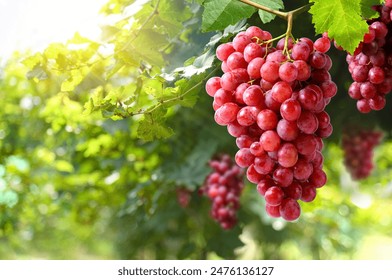 Red grapes hanging on vine in grape farm. - Powered by Shutterstock