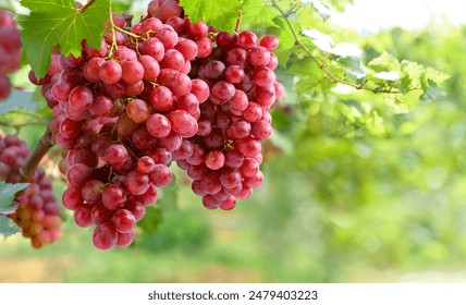 Red grapes hanging on vine in grape farm. - Powered by Shutterstock