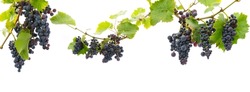 Red Grapes On A Branch With Leaves Isolated On A White Background