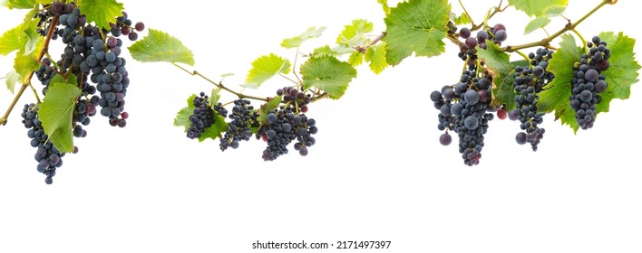 red grapes on a branch with leaves isolated on a white background - Powered by Shutterstock
