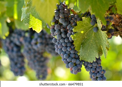 Red Grapes On The Vine In Napa Valley California