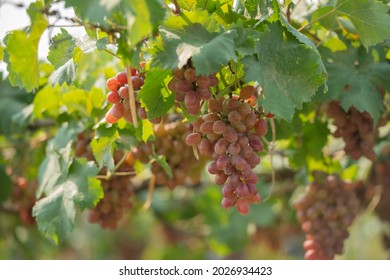 red grapes on the vine in the vineyard. Vine and bunch of white grapes in garden the vineyard. black grapes in the vineyard field, Ripe green grapes ready for harvest. Agriculture grape farm.