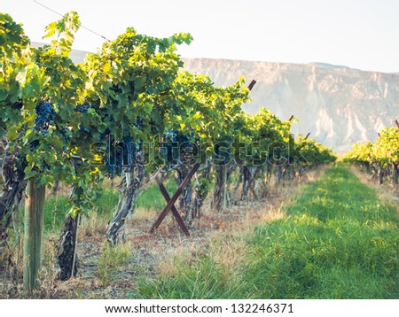 Red grapes ready to be harvested at a vineyard in Palisade, Colorado.